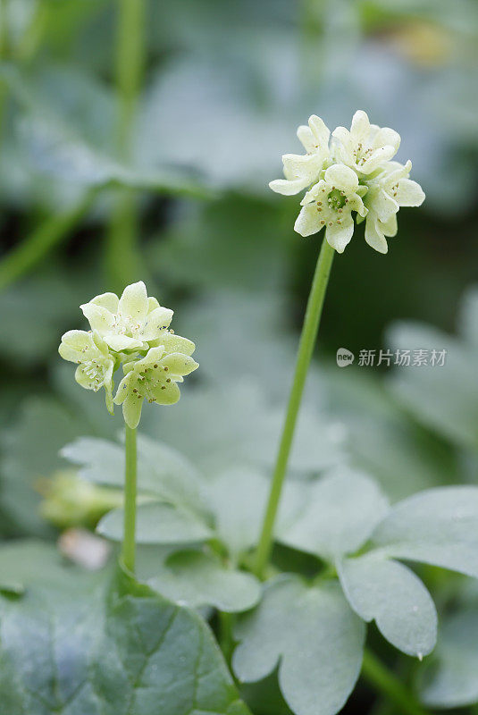 莫沙泰尔(Adoxa moschatellina)